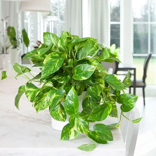 Cây trầu bà leo, còn được gọi là pothos