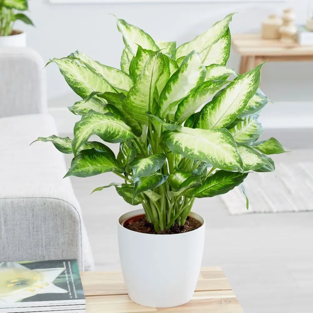 Điểm đặc biệt của cây Dieffenbachia là lá có những đốm màu nổi bật trên nền xanh.